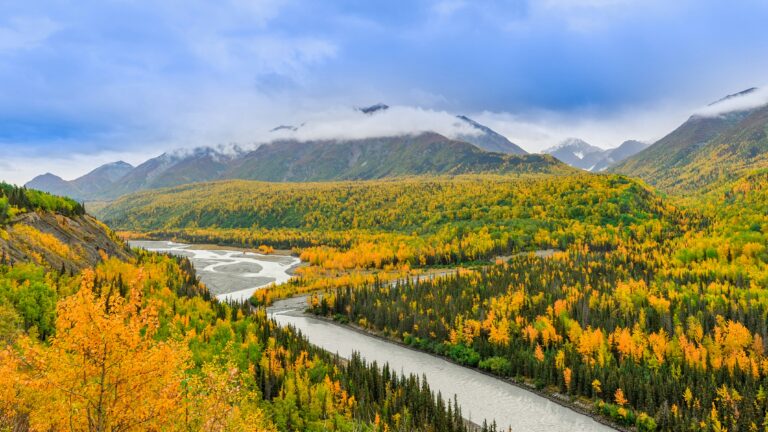 A stunning vista of yellow wildflowers in the foreground and majestic mountains in the distance depicts the beauty of Alaska's challenging environments.